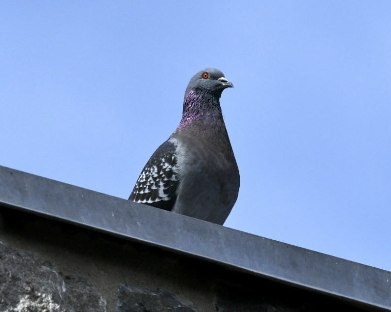 Rock Pigeon (Feral Pigeon) - ML617531034