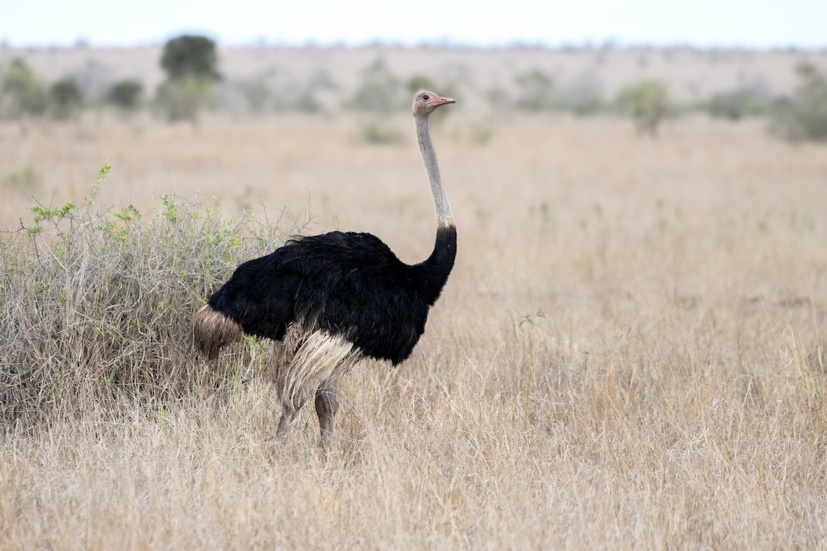 Common Ostrich - Adam Wilson