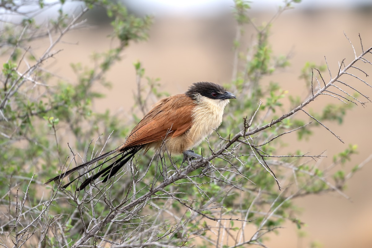 White-browed Coucal - Adam Wilson