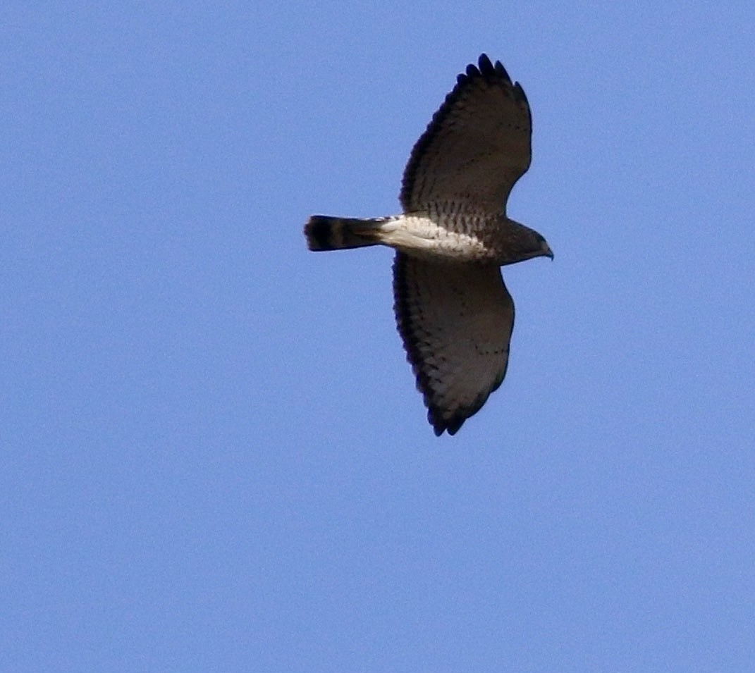 Broad-winged Hawk - ML617531048
