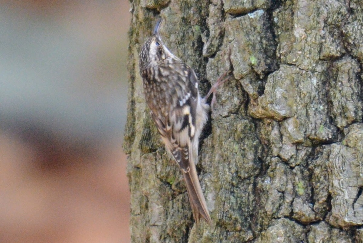 Brown Creeper - Jack Pannell