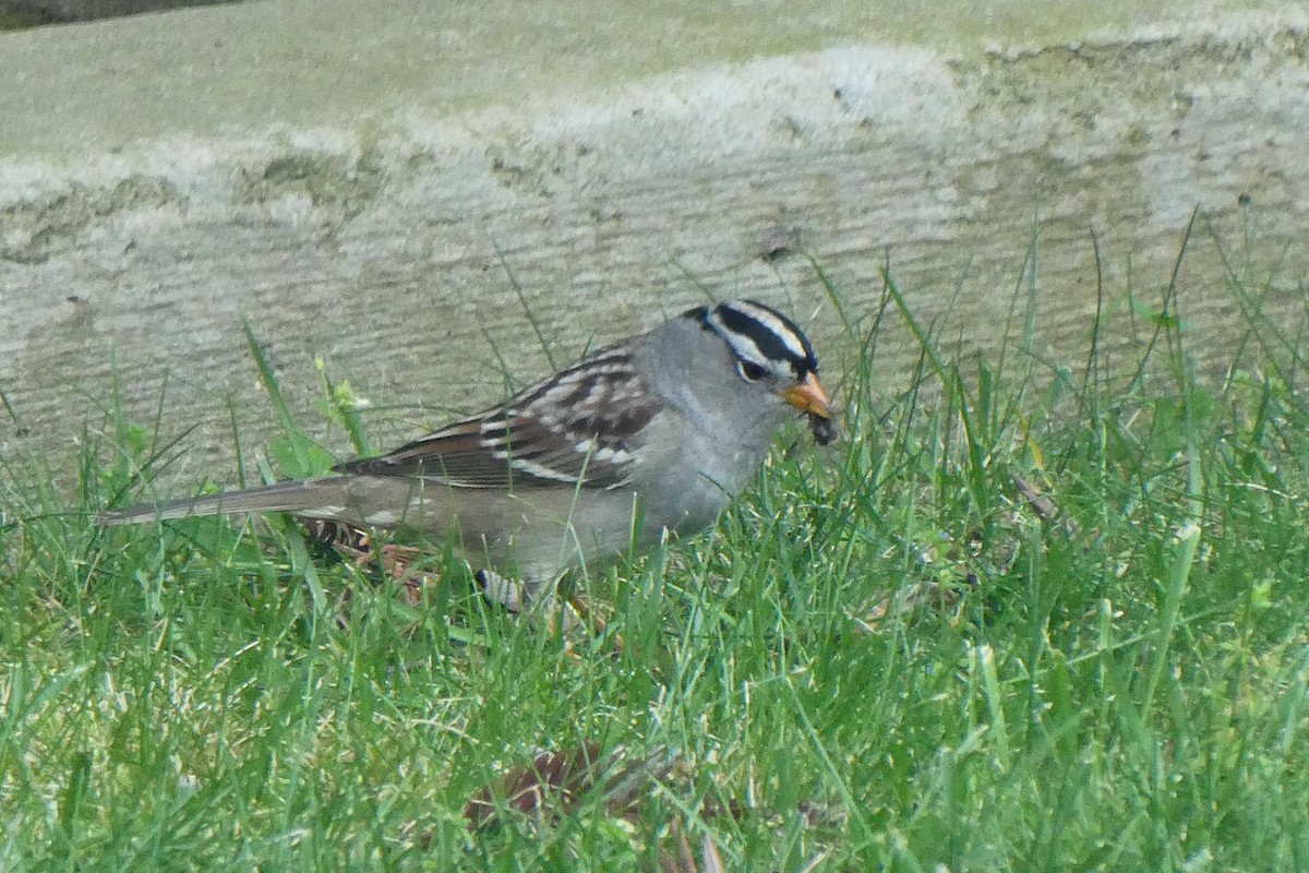White-crowned Sparrow - ML617531078