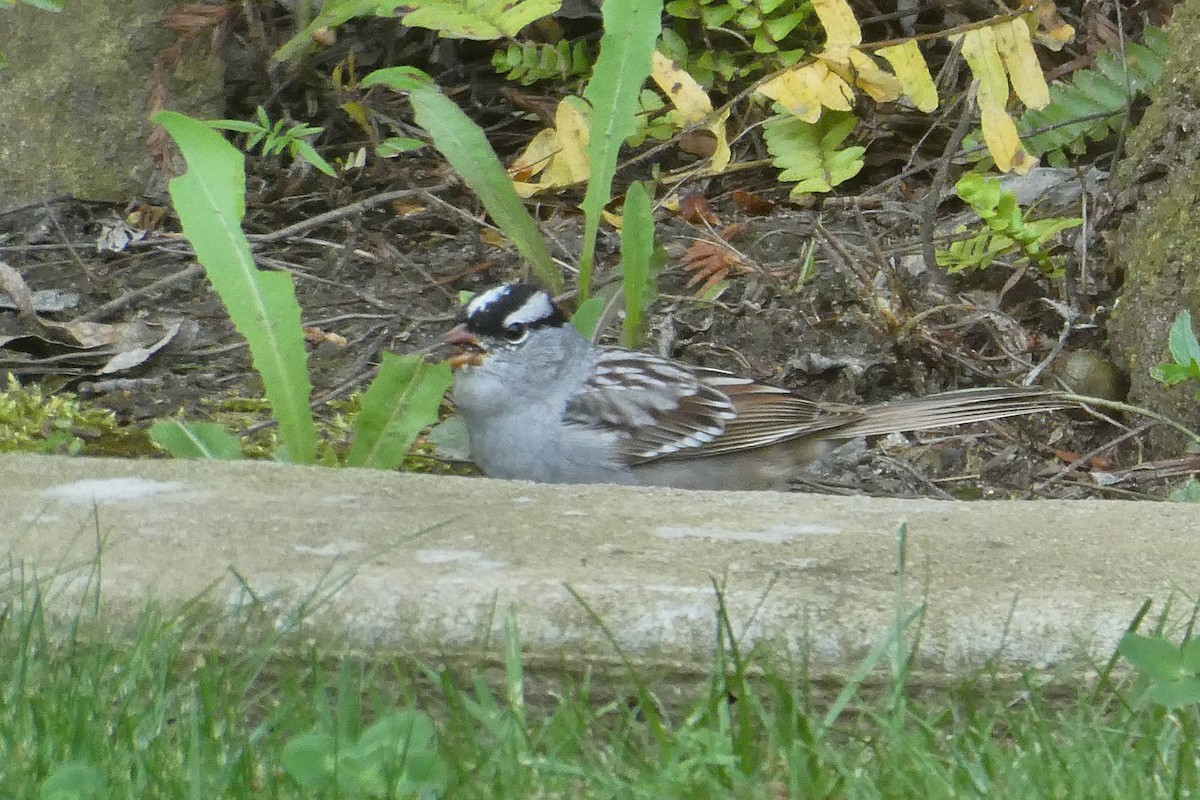 White-crowned Sparrow (oriantha) - ML617531096