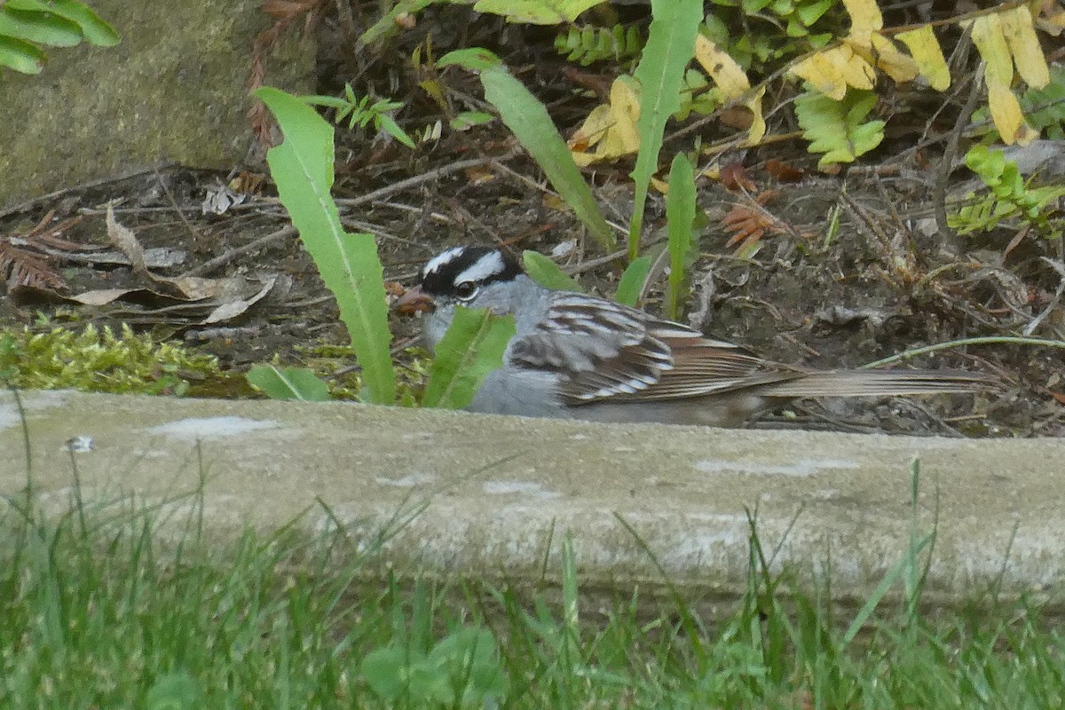 White-crowned Sparrow (oriantha) - ML617531109