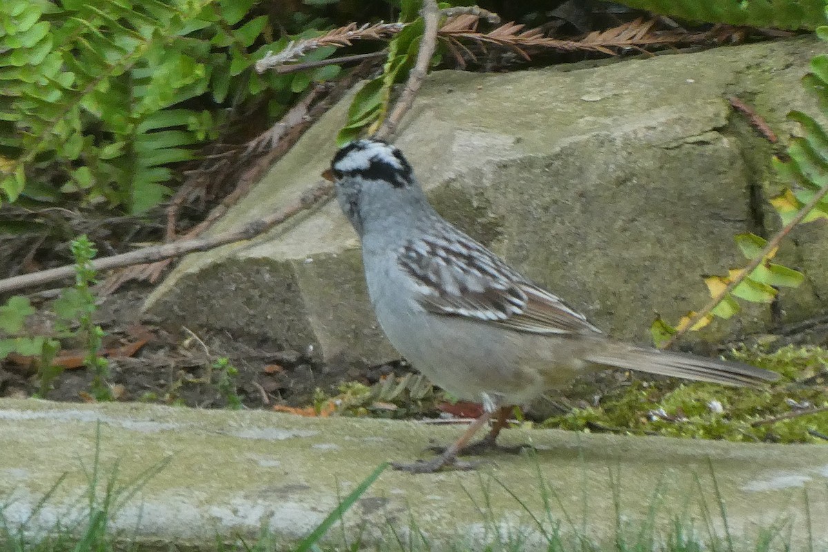 White-crowned Sparrow (oriantha) - ML617531119