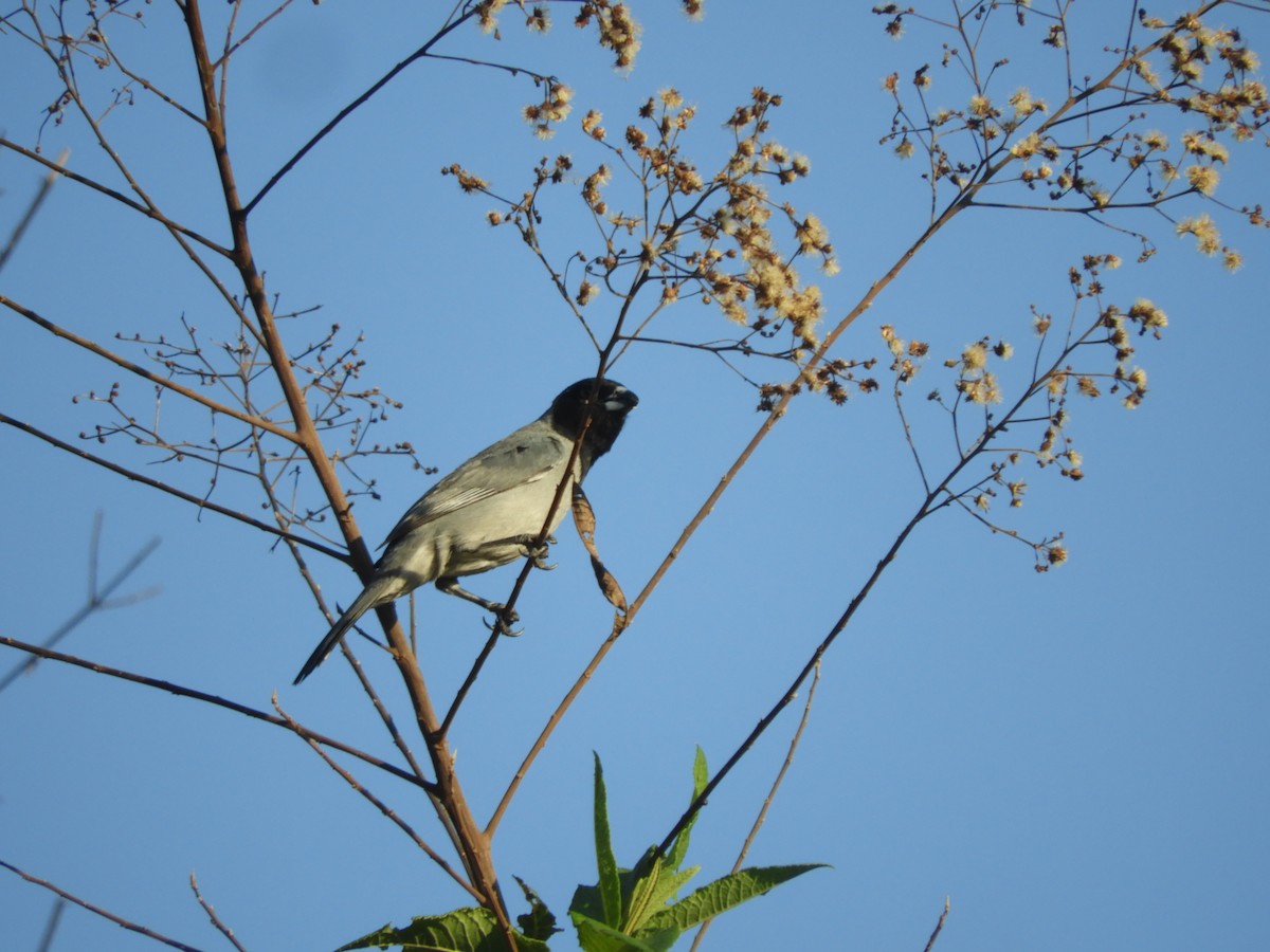 Black-faced Tanager - ML617531149