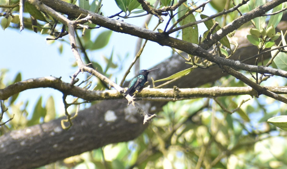 Sapphire-bellied Hummingbird - Pam García 𝙏𝙞𝙧𝙖𝙣𝙤𝙨 𝙐𝙧𝙗𝙖𝙣𝙤𝙨