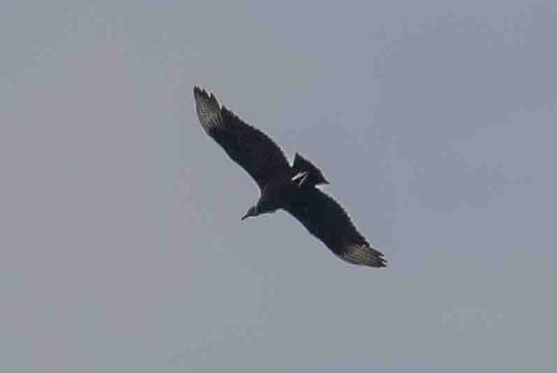 Black Vulture - ML617531173