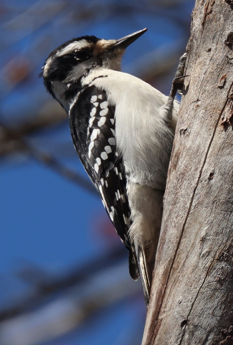 Hairy Woodpecker - ML617531191