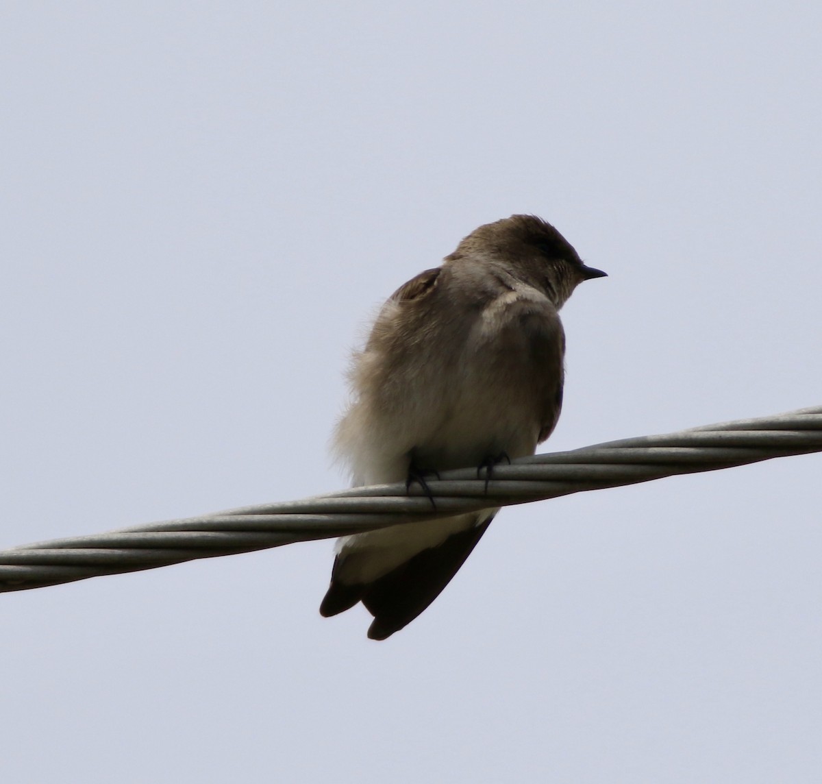 Northern Rough-winged Swallow - Brian Miller