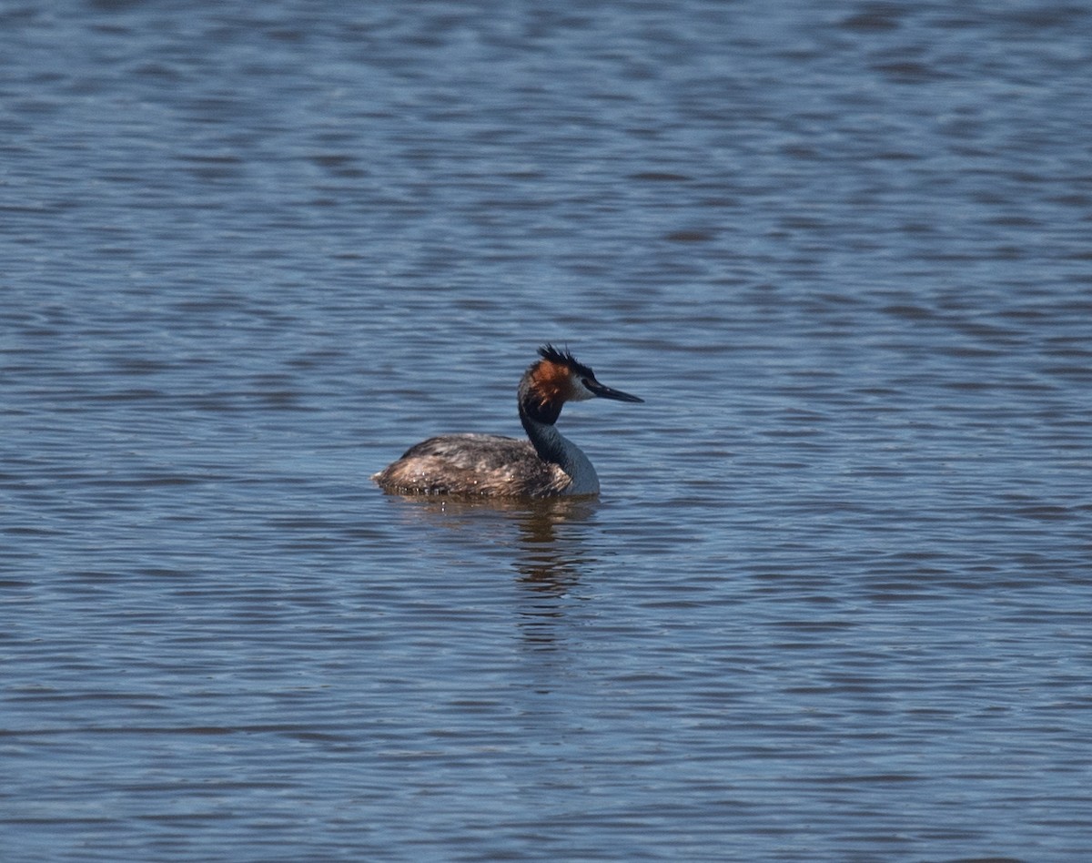Great Crested Grebe - Clive Harris