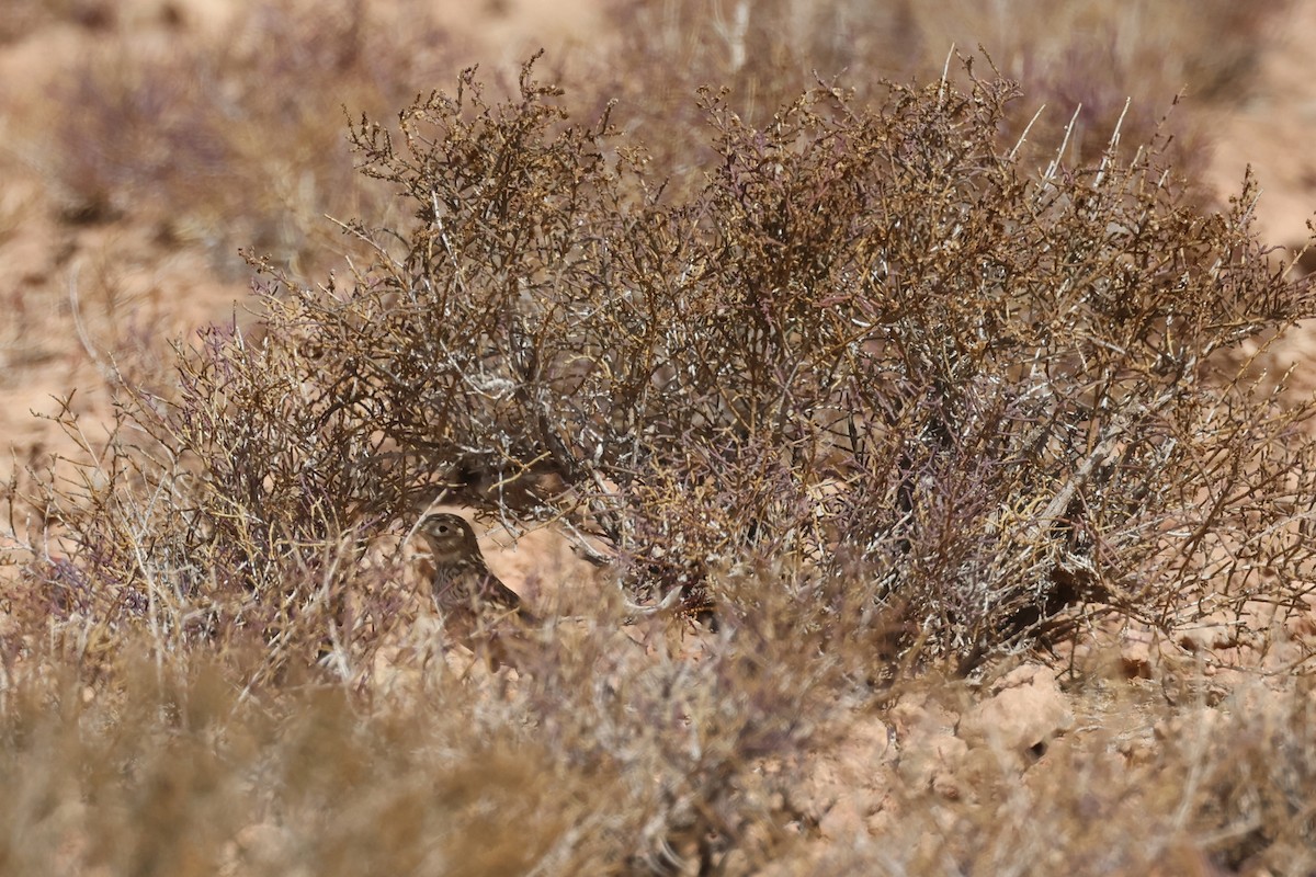 Txoriandre pispoleta mediterraneoa - ML617531241