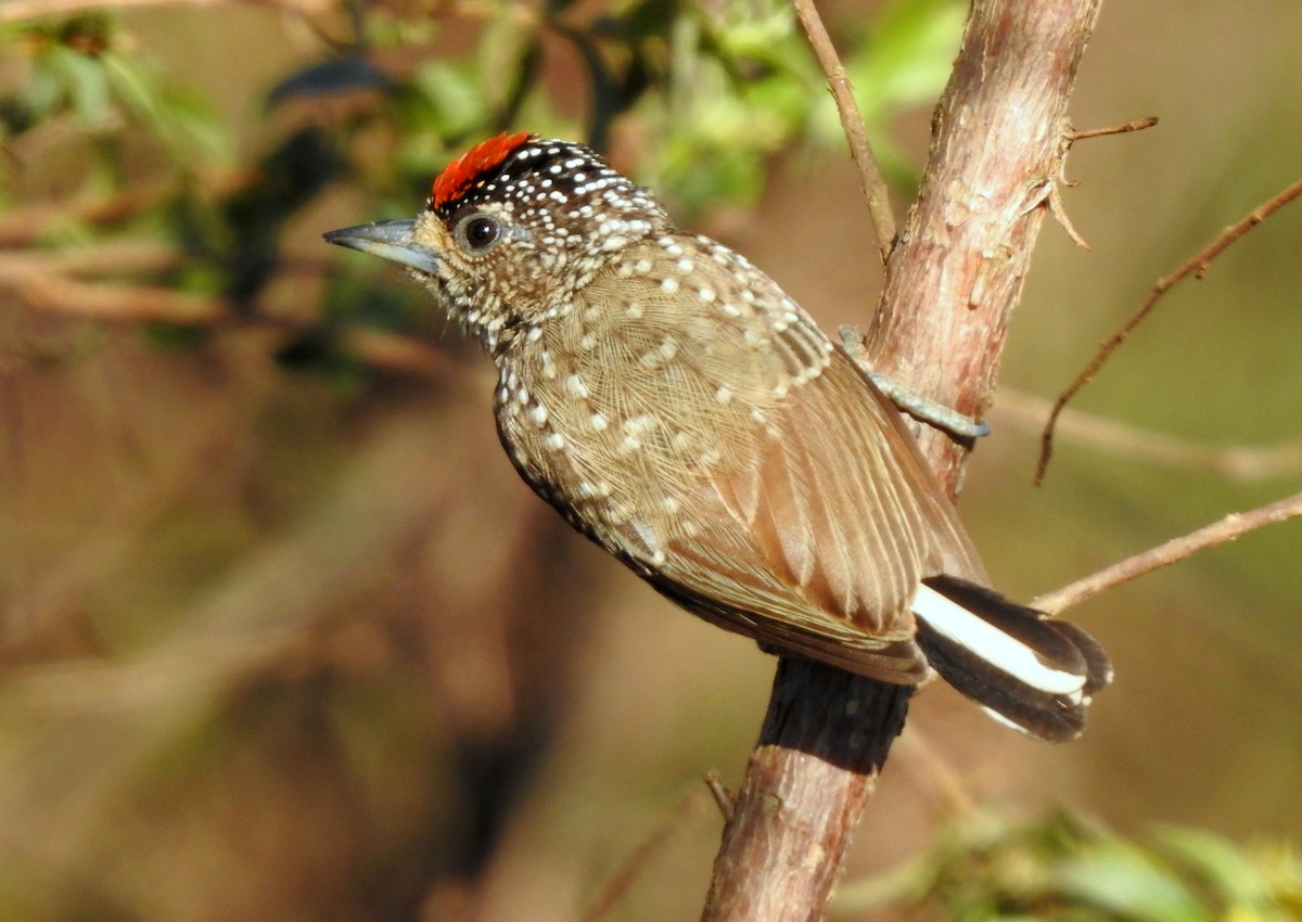 White-wedged Piculet - ML617531265