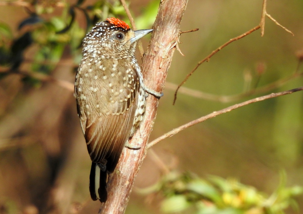 White-wedged Piculet - ML617531266