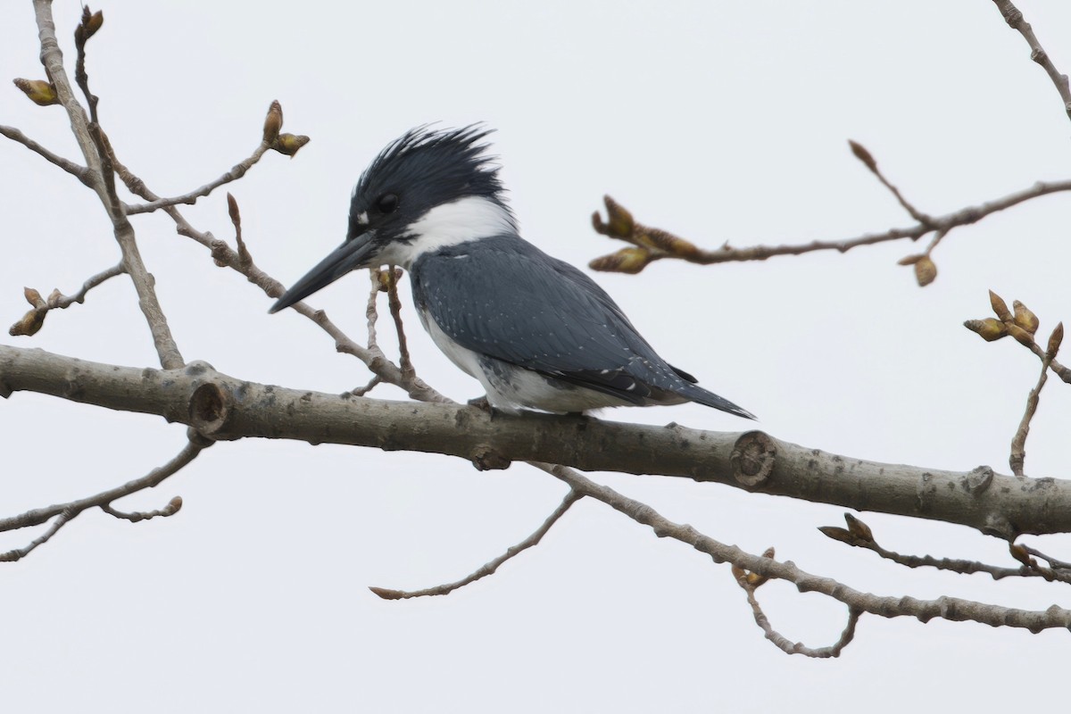 Belted Kingfisher - ML617531291