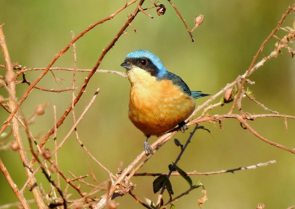 Fawn-breasted Tanager - ML617531307