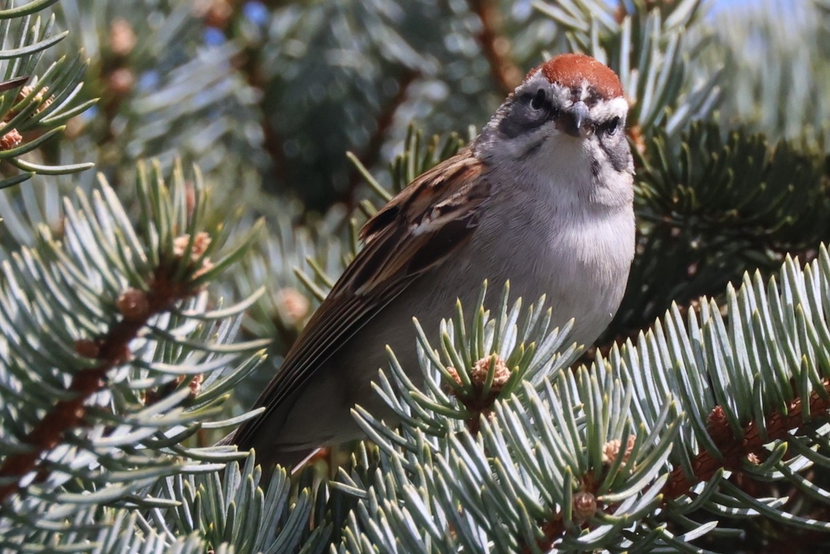 Chipping Sparrow - ML617531338