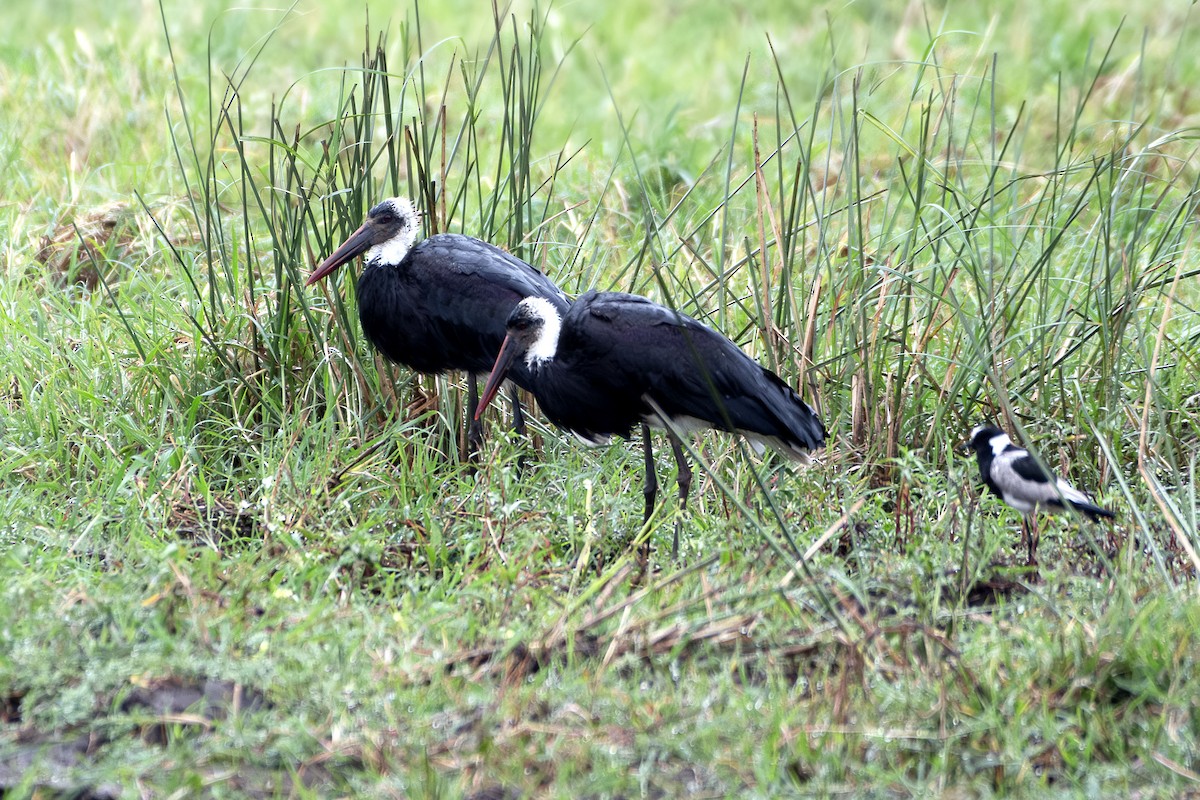 African Woolly-necked Stork - ML617531359