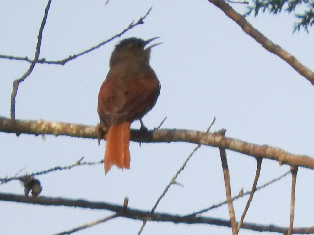Crested Spinetail - ML617531364