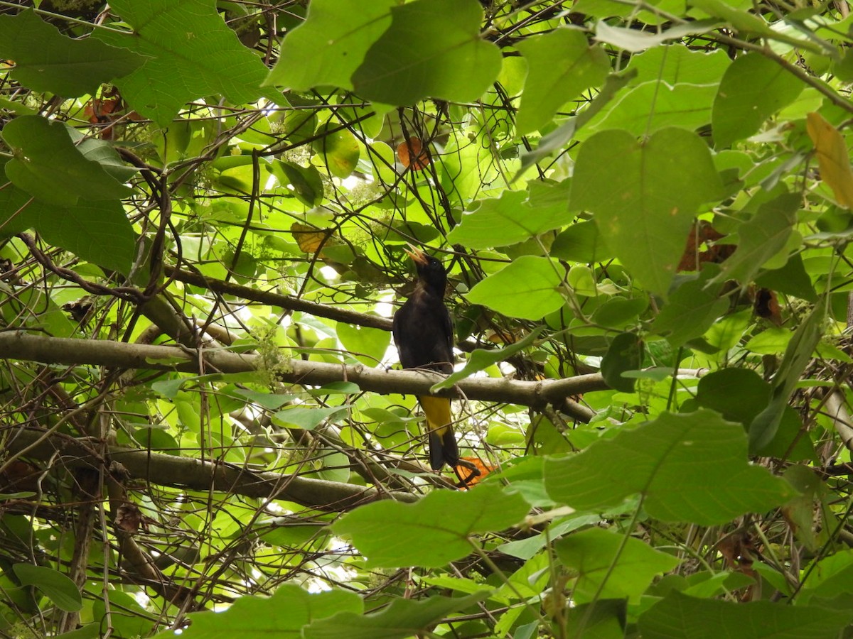 Yellow-rumped Cacique - ML617531383