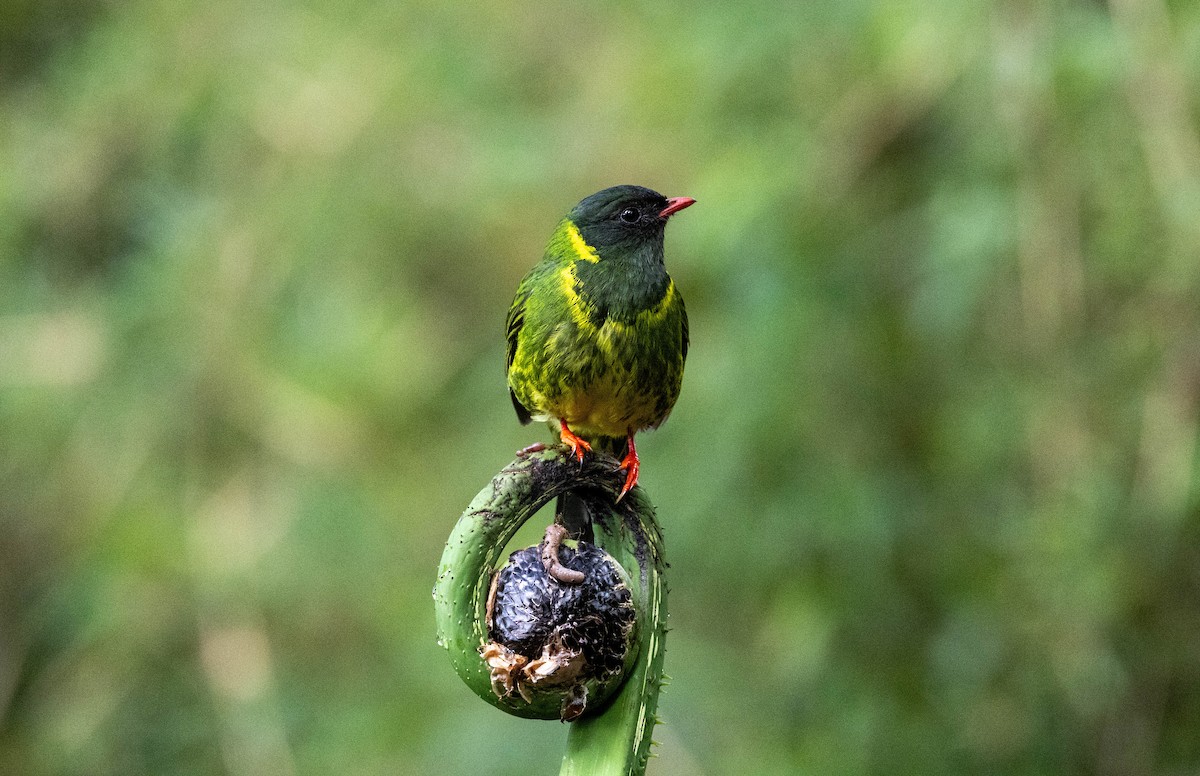 Green-and-black Fruiteater - Michelle Martin