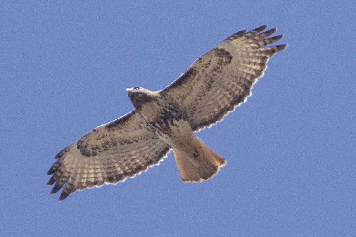 Red-tailed Hawk - ML617531507