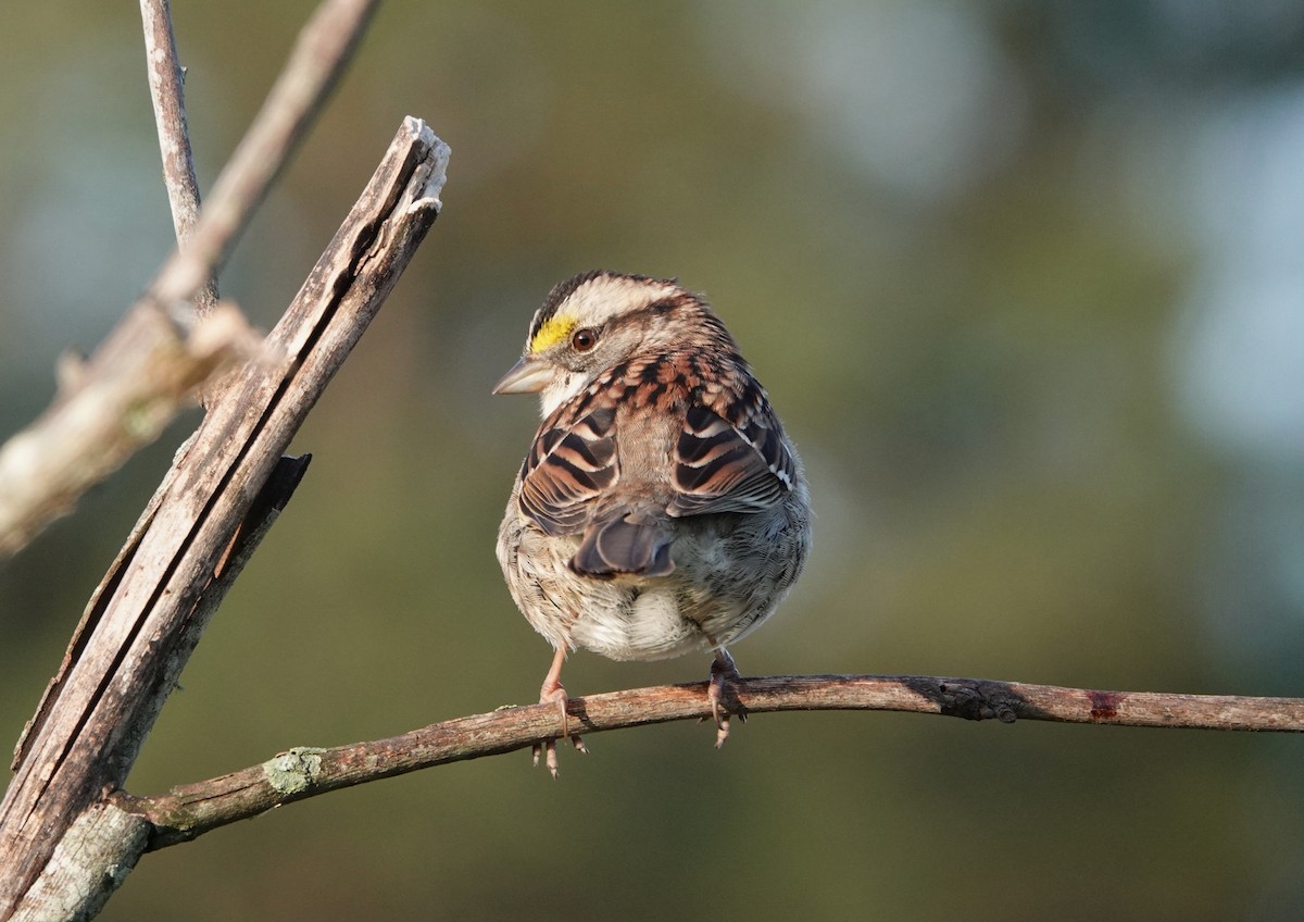 White-throated Sparrow - ML617531510