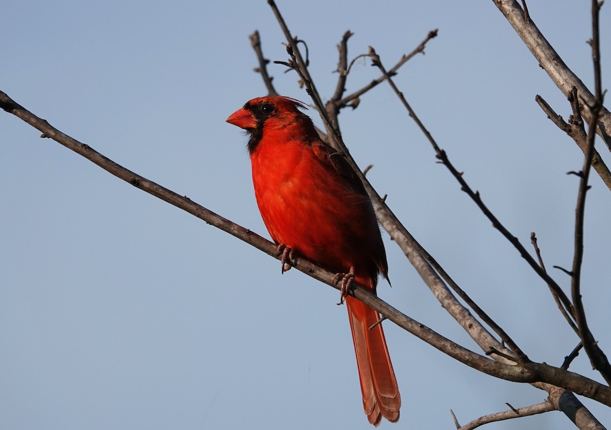 Cardinal rouge - ML617531522