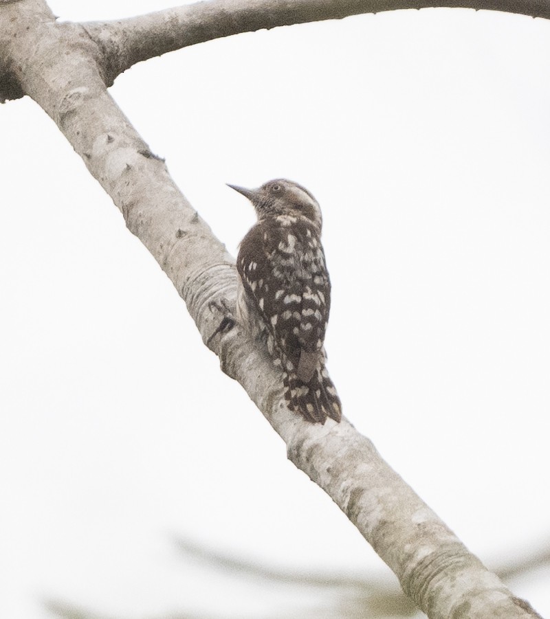 Brown-capped Pygmy Woodpecker - ML617531528