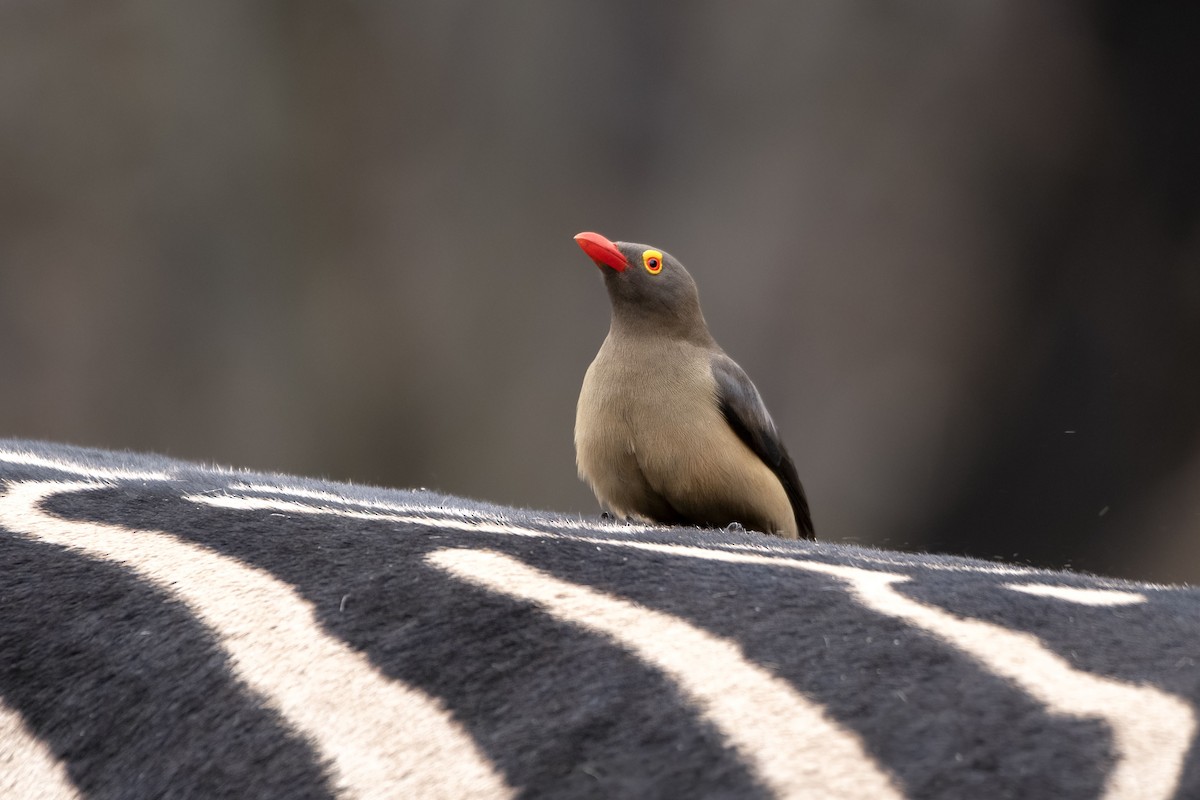 Red-billed Oxpecker - ML617531562