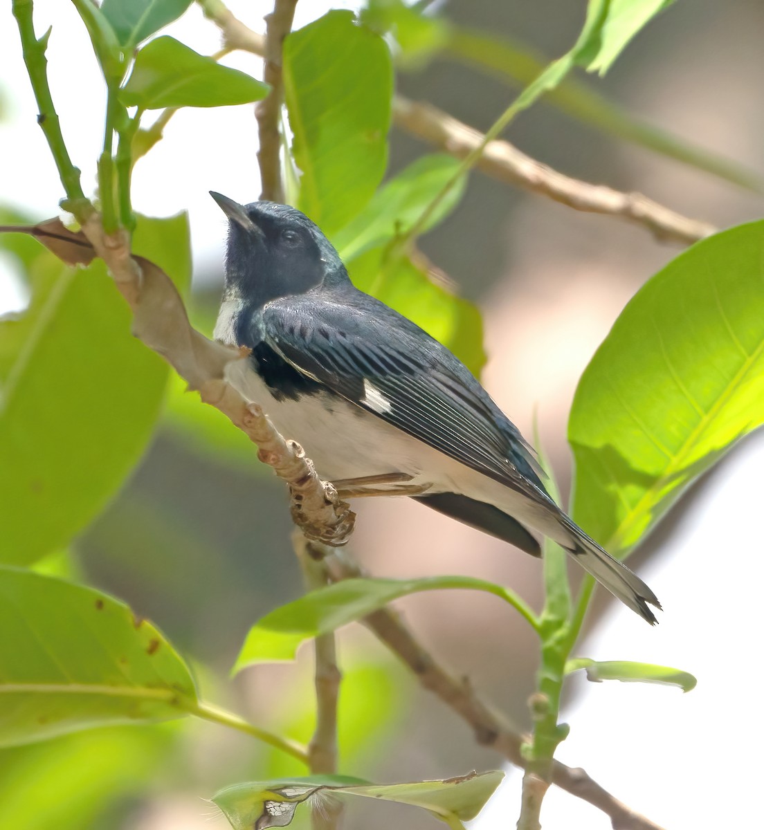 Black-throated Blue Warbler - Ingrid Siegert