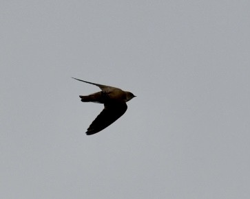 Northern Rough-winged Swallow - ML617531753