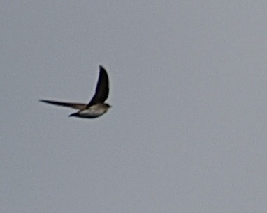 Northern Rough-winged Swallow - Heather Pickard