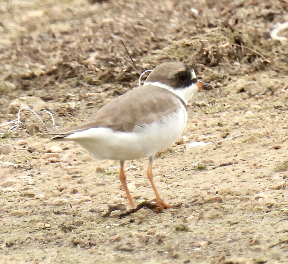 Semipalmated Plover - ML617531766