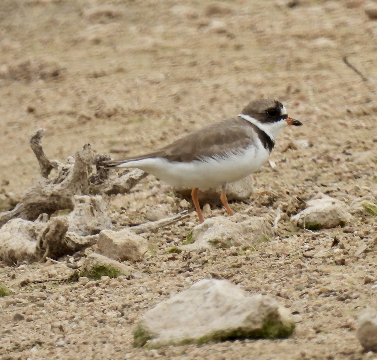 Semipalmated Plover - Christopher Daniels