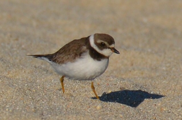 Semipalmated Plover - ML617531789
