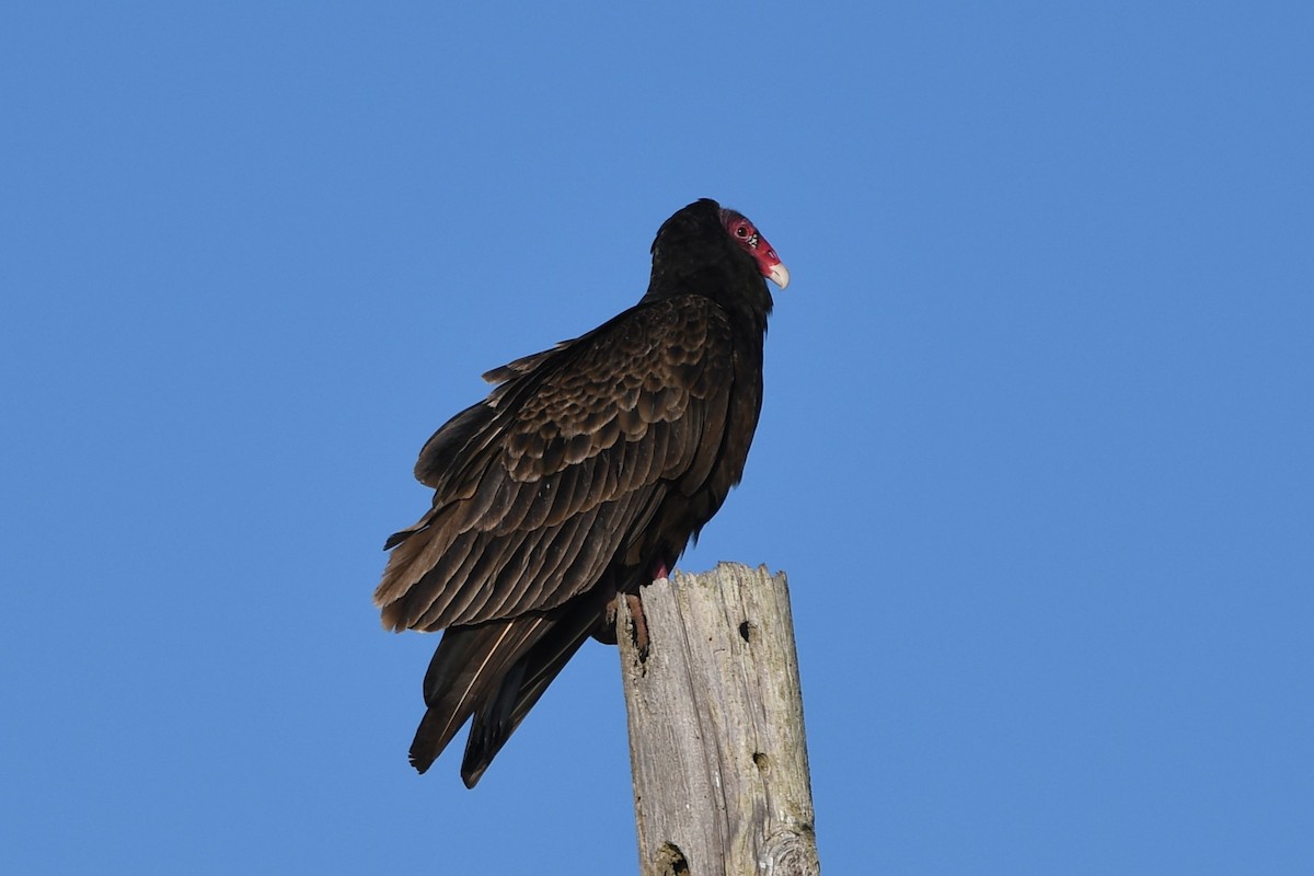Turkey Vulture - ML617531802