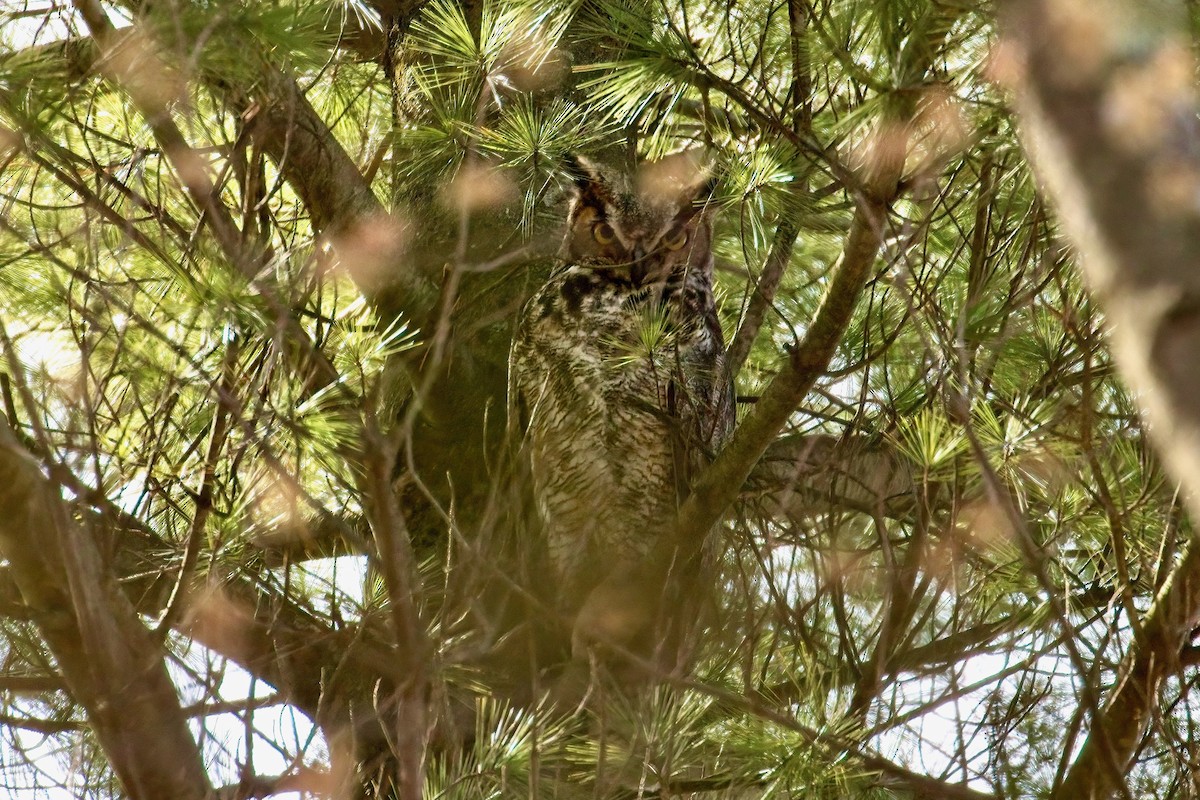 Great Horned Owl - ML617531905