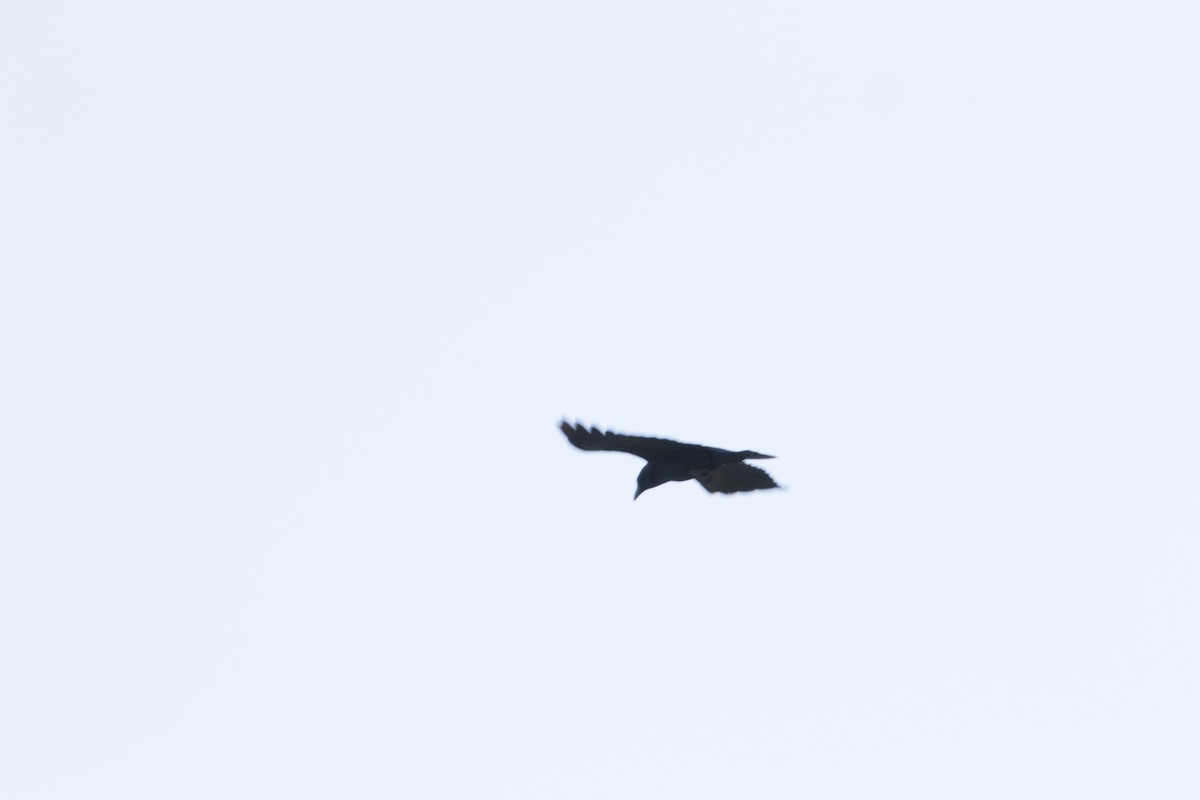 American Crow - ML617531957