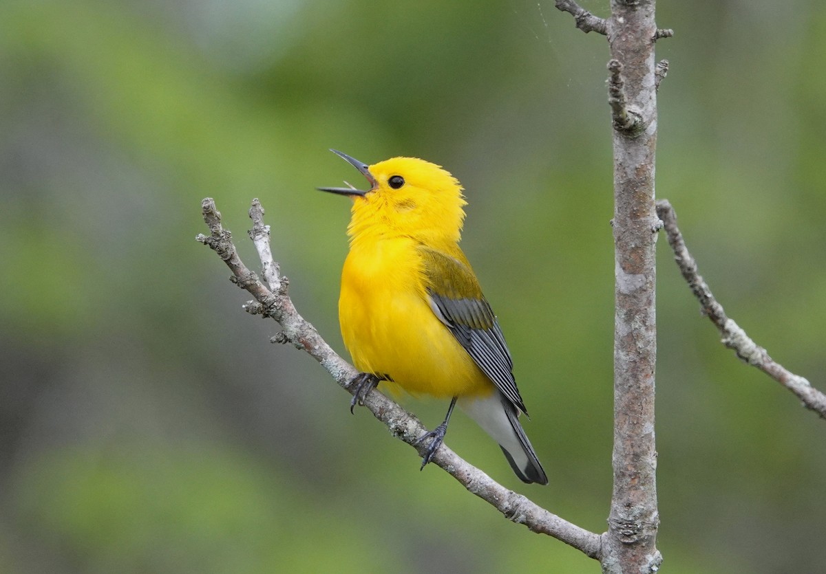 Prothonotary Warbler - ML617532025