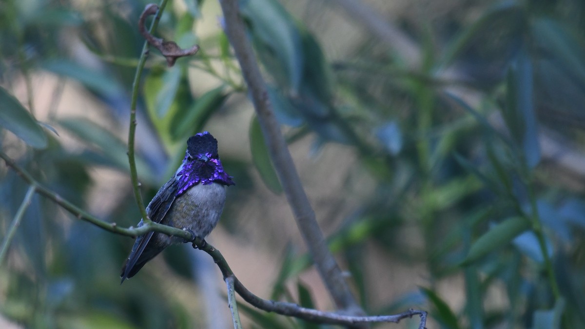 Costa's Hummingbird - ML617532128