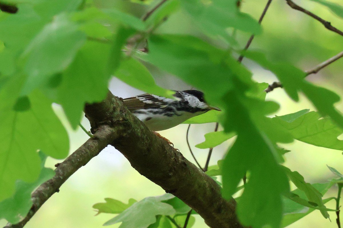 Ebird Checklist - 17 Apr 2024 - Shelby Farms--chickasaw Trail (pine 