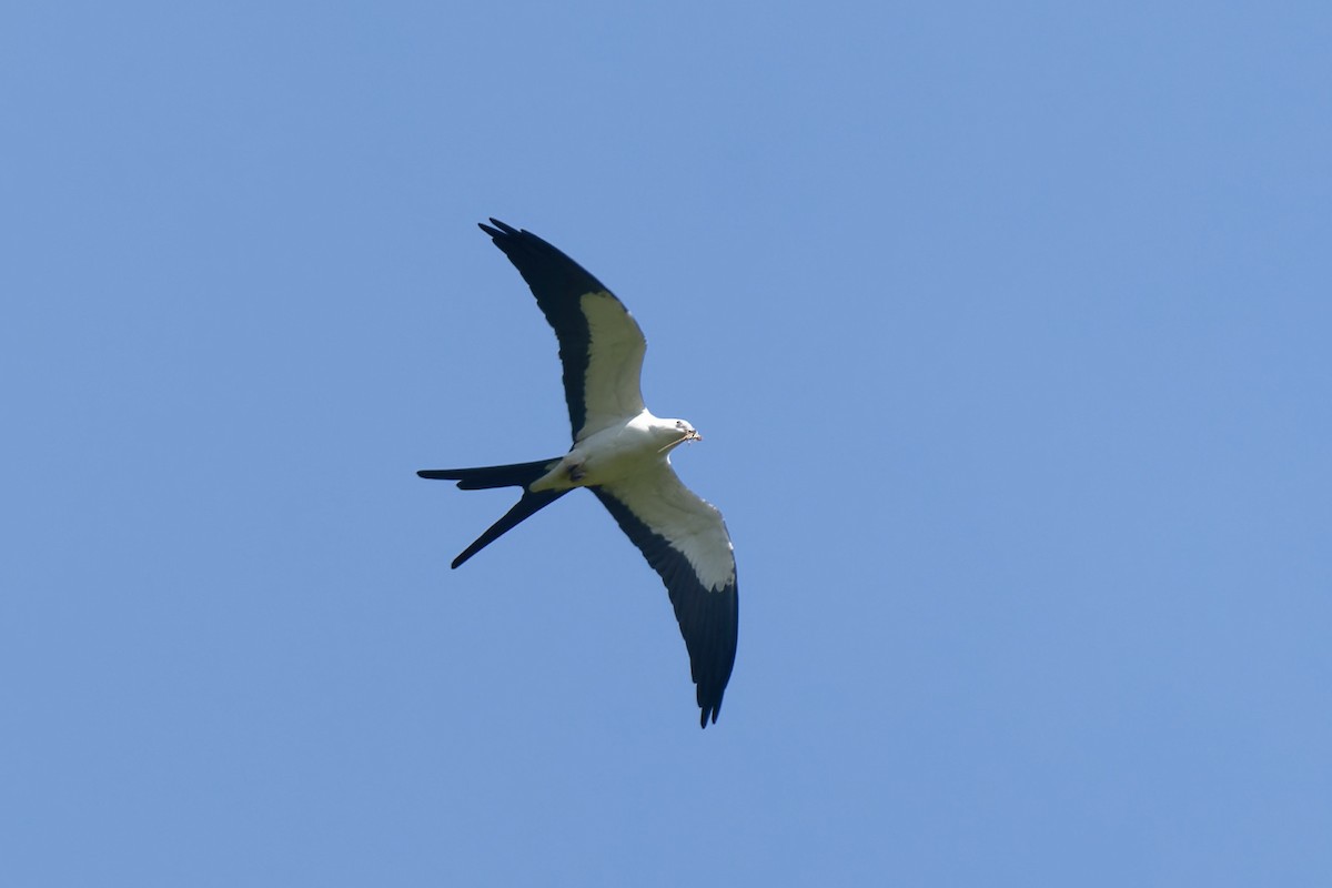 Swallow-tailed Kite - ML617532170