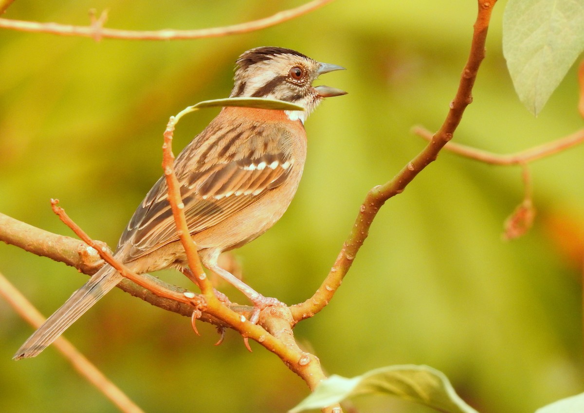 Rufous-collared Sparrow - Julio Cesar Filipino