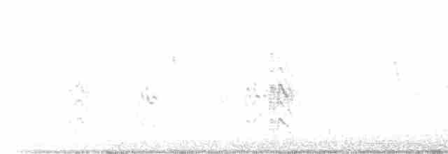 Antillenseeschwalbe - ML617532247