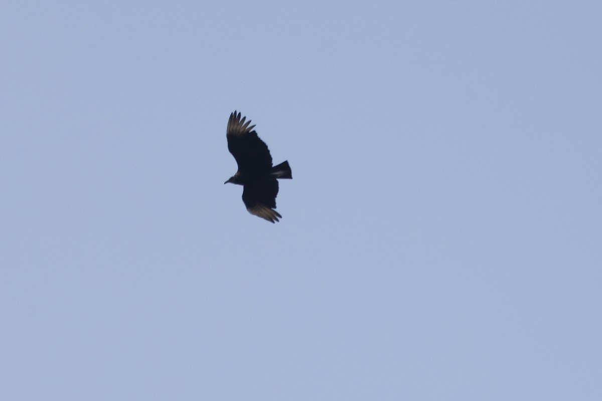 Black Vulture - ML617532249