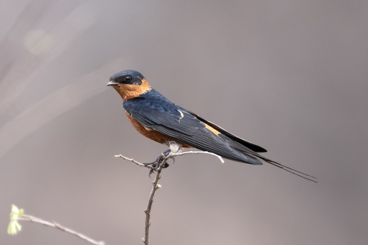 Rufous-chested Swallow - ML617532258