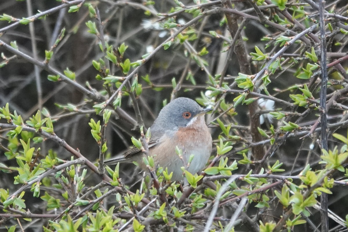 Western Subalpine Warbler - Roly Pitts