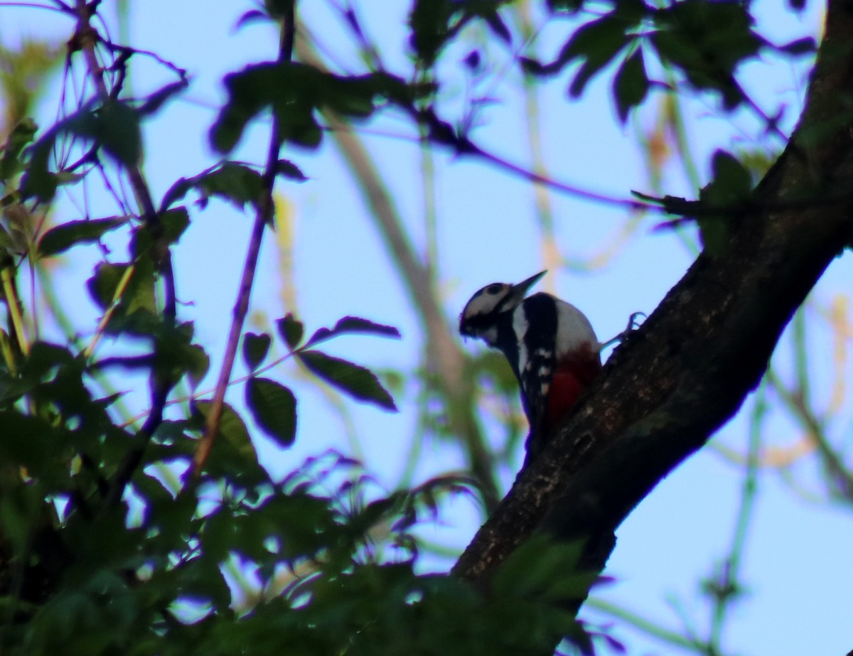 Great Spotted Woodpecker - ML617532307