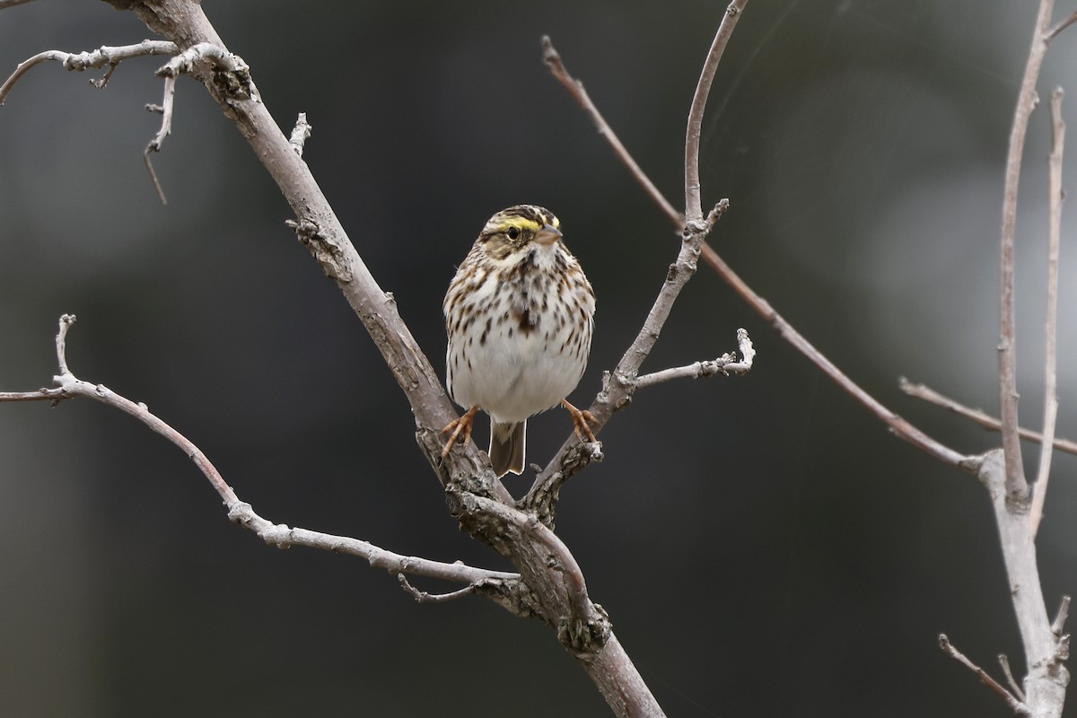 Savannah Sparrow - ML617532311